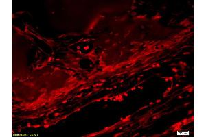 Formalin-fixed and paraffin embedded rabbit alveolar bone tissue labeled with Anti-BMP7 Polyclonal Antibody, Unconjugated (ABIN678938) at 1:300 followed by conjugation to the secondary antibody (BMP7 antibody  (AA 293-350))