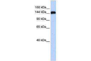 Western Blotting (WB) image for anti-Gse1 coiled-coil protein (GSE1) antibody (ABIN2459851) (GSE1/KIAA0182 antibody)