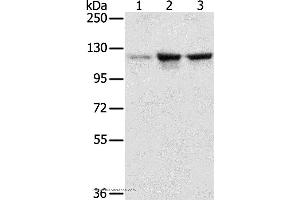 Western blot analysis of A549, K562 and hela cell, using NAT10 Polyclonal Antibody at dilution of 1:200 (NAT10 antibody)