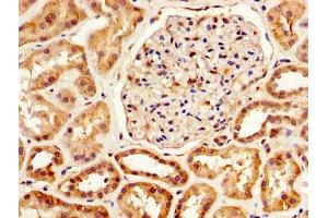 IHC image of ABIN7148621 diluted at 1:800 and staining in paraffin-embedded human kidney tissue performed on a Leica BondTM system. (SERPINA6 antibody  (AA 23-405))