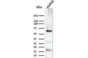 Western Blot Analysis of HePG2 cell lysate using Glypican-3 Monoclonal Antibody (1G12) (Glypican 3 antibody  (AA 511-580))