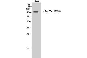 Western Blotting (WB) image for anti-Forkhead Box O3 (FOXO3) (pSer253) antibody (ABIN5958400) (FOXO3 antibody  (pSer253))