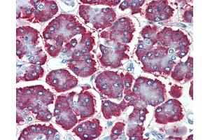 Anti-GBAS antibody IHC of human pancreas. (GBAS antibody  (Internal Region))