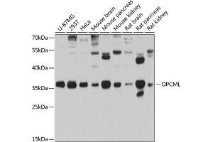 Western blot analysis of extracts of various cell lines, using OPCML antibody (ABIN3016671, ABIN3016672, ABIN3016673 and ABIN6219807) at 1:1000 dilution. (OPCML antibody  (AA 246-345))