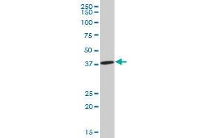 IDH3A MaxPab polyclonal antibody. (IDH3A antibody  (AA 1-366))