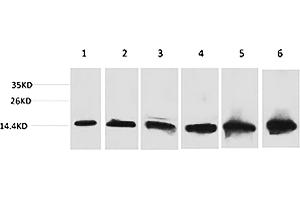 Western blot analysis of 1) Hela, 2) 293T, 3) 3T3, 4) Mouse Liver tissue, 5) Rat Liver tissue, 6) Rat Kidney tissue using CYCS Monoclonal Antibody. (Cytochrome C antibody)