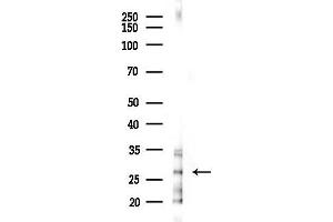 Western blot analysis of lysates from 293 cells(LPS 4h treatment), using PAGR1 Antibody at 1/1000 dilution.