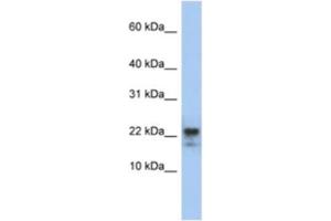 Western Blotting (WB) image for anti-Claudin 23 (CLDN23) antibody (ABIN2460774)