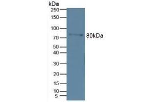 Detection of MMP9 in Mouse Marrow Tissue using Polyclonal Antibody to Matrix Metalloproteinase 9 (MMP9) (MMP 9 antibody  (AA 213-399))