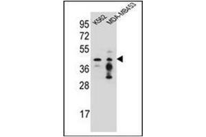 Western blot analysis of PCYT1A Antibody (N-term) in K562,MDA-MB453 cell line lysates (35ug/lane).