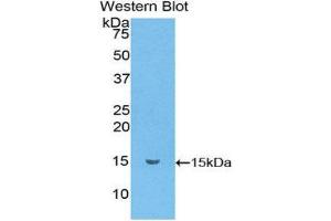 Western Blotting (WB) image for anti-Chemokine (C-C Motif) Ligand 6 (CCL6) (AA 22-116) antibody (ABIN1859882) (CCL6 antibody  (AA 22-116))