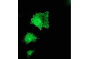 Anti-PNPO mouse monoclonal antibody (ABIN2454781) immunofluorescent staining of COS7 cells transiently transfected by pCMV6-ENTRY PNPO (RC200133).