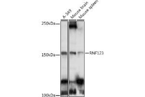 Western blot analysis of extracts of various cell lines, using RNF123 antibody (ABIN6129118, ABIN6147005, ABIN6147006 and ABIN6223534) at 1:1000 dilution. (RNF123 antibody  (AA 1213-1314))