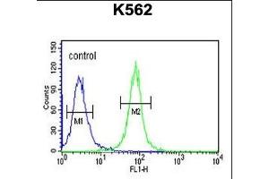 A1 Antibody (C-term) (ABIN651699 and ABIN2840366) flow cytometric analysis of K562 cells (right histogram) compared to a negative control (left histogram). (NPSR1-AS1 antibody  (C-Term))