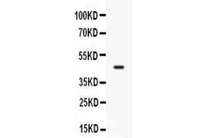 Western blot analysis of CD33 expression in mosue lung extract ( Lane 1).
