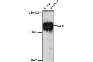 Western blot analysis of extracts of various cell lines, using Daxx Rabbit mAb (ABIN7266713) at 1:1000 dilution. (DAXX antibody)