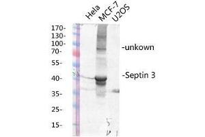 Western Blot (WB) analysis of specific lysis using Septin 3 Polyclonal Antibody.