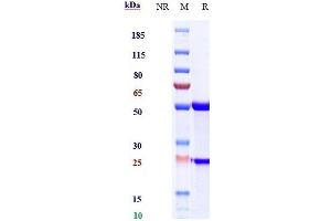 Anti-IL-6 / IFNb2 Reference Antibody (sirukumab) on SDS-PAGE under reducing (R) condition. (Recombinant IL6 (Sirukumab Biosimilar) antibody)