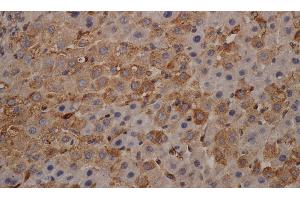 Immunohistochemistry of paraffin-embedded mouse liver using alpha Tubulin Monoclonal Antibody at dilution of 1:200 (alpha Tubulin antibody)