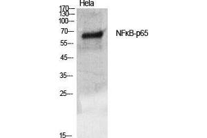 Western Blot (WB) analysis of specific cells using NFkappaB-p65 Polyclonal Antibody. (NF-kB p65 antibody  (Thr735))