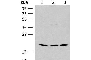 Western blot analysis of HEPG2 and Hela cell Mouse liver tissue lysates using RPL23A Polyclonal Antibody at dilution of 1:300 (RPL23A antibody)