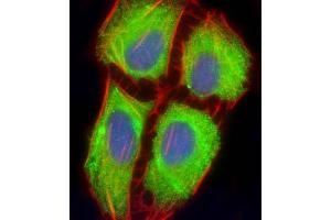 Immunofluorescent analysis of 4 % paraformaldehyde-fixed, 0. (MIF4GD antibody  (AA 137-169))