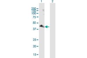Western Blot analysis of PARD6A expression in transfected 293T cell line by PARD6A MaxPab polyclonal antibody. (PARD6A antibody  (AA 1-345))