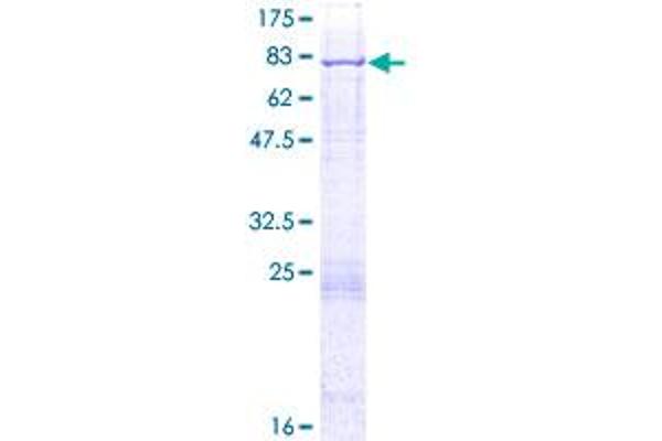 ACSF3 Protein (AA 1-576) (GST tag)