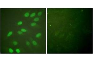 Immunofluorescence (IF) image for anti-Lamin A/C (LMNA) (AA 361-410) antibody (ABIN2888671) (Lamin A/C antibody  (AA 361-410))
