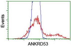 Image no. 6 for anti-Ankyrin Repeat Domain 53 (ANKRD53) (AA 1-300) antibody (ABIN1490719) (ANKRD53 antibody  (AA 1-300))