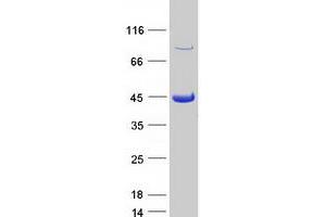 Validation with Western Blot (OBFC1 Protein (Myc-DYKDDDDK Tag))