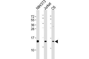 All lanes : Anti-PFN1 Antibody (C-term) at 1:8000 dilution Lane 1: NIH/3T3 whole cell lysates Lane 2: Jurkat whole cell lysates Lane 3: C6 whole cell lysates Lysates/proteins at 20 μg per lane. (PFN1 antibody  (C-Term))
