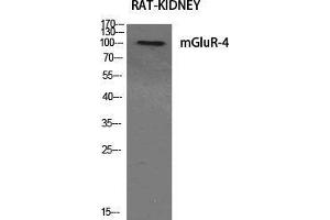 Western Blot (WB) analysis of specific cells using mGluR-4 Polyclonal Antibody. (Metabotropic Glutamate Receptor 4 antibody  (C-Term))