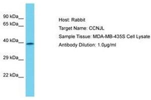 Image no. 1 for anti-Cyclin J-Like (CCNJL) (AA 337-386) antibody (ABIN6750669) (CCNJL antibody  (AA 337-386))