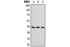 Western blot analysis of Adenosine A1 Receptor expression in HepG2 (A), NIH3T3 (B), rat kidney (C) whole cell lysates. (ADORA1 antibody  (C-Term))