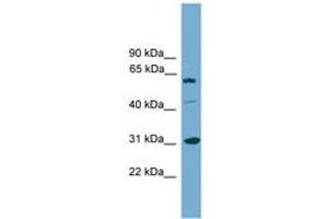 Image no. 1 for anti-Cell Cycle Checkpoint Protein RAD1 (RAD1) (AA 179-228) antibody (ABIN6745211) (RAD1 antibody  (AA 179-228))