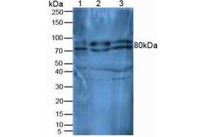 Rabbit Detection antibody from the kit in WB with Positive Control: Sample Lane1: Mouse Thymus Tissue; Lane2: Mouse Liver Tissue; Lane3: Mouse Kidney Tissue. (DPP4 ELISA Kit)