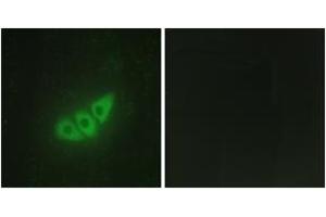 Immunofluorescence (IF) image for anti-Eukaryotic Translation Initiation Factor 2-alpha Kinase 3 (EIF2AK3) (AA 61-110) antibody (ABIN1534159)