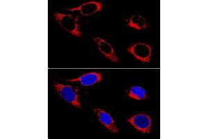 Confocal immunofluorescence analysis of U-2OS cells using P4HB antibody (ABIN3021093, ABIN3021094, ABIN3021095 and ABIN1513299) at dilution of 1:400. (P4HB antibody  (AA 329-508))