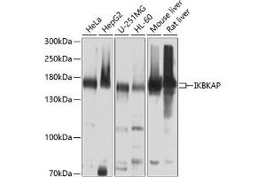 Western blot analysis of extracts of various cell lines, using IKBKAP antibody (ABIN6130369, ABIN6142278, ABIN6142279 and ABIN6214265) at 1:1000 dilution. (IKAP/p150 antibody  (AA 1093-1332))