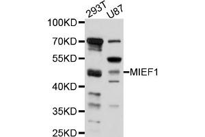 Western blot analysis of extracts of various cell lines, using MIEF1 antibody (ABIN5998230) at 1/1000 dilution.