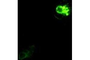 Immunofluorescent staining of Cos7 cells using anti-PROM2 mouse monoclonal antibody (ABIN2452583).