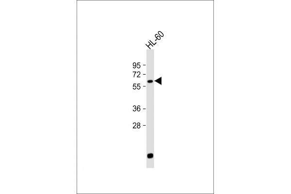 LIN9 anticorps  (N-Term)