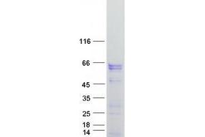 Validation with Western Blot (FOXC2 Protein (Myc-DYKDDDDK Tag))