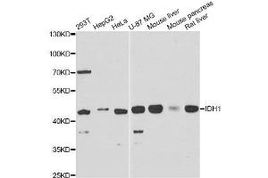 Western blot analysis of extracts of various cell lines, using IDH1 antibody. (IDH1 antibody  (AA 1-414))