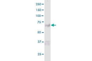 PADI6 MaxPab polyclonal antibody. (PADI6 antibody  (AA 1-694))