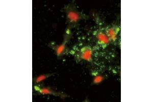 Immunofluorescence (IF) image for anti-Actin Related Protein 2/3 Complex, Subunit 1A, 41kDa (ARPC1A) antibody (ABIN3002659) (ARPC1A antibody)