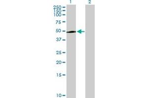 PAK1IP1 antibody  (AA 1-392)