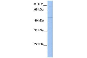 TMTC2 antibody used at 1 ug/ml to detect target protein. (TMTC2 antibody  (N-Term))