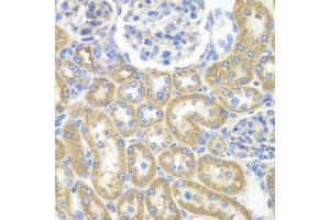 Immunohistochemistry of paraffin-embedded rat kidney using GNAI2 antibody (ABIN6291411) at dilution of 1:100 (40x lens). (GNAI2 antibody)